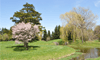 桜が開花　週末は名所「桜公園」でも開花予定
