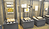 恵庭市郷土資料館で北海道のチョウ展