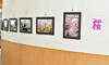 恵庭市立図書館で「桜と旅先の風景写真展」